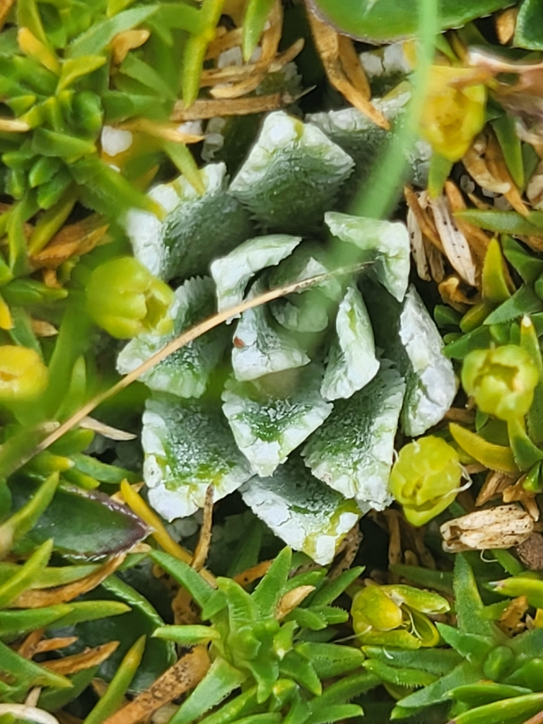 Saxifraga paniculata Mill. 3