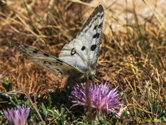 Parnassius apollo nevadensis