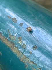Dendryphantina