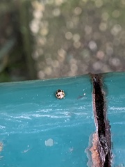 Coccinellidae