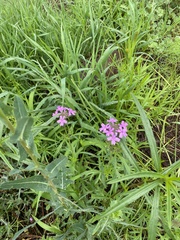 Glandularia chiricahensis