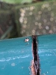Coccinellidae