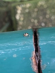 Coccinellidae