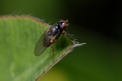 Diptera