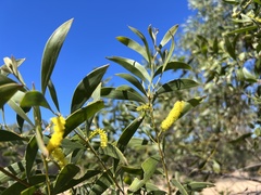 Acacia burrowii