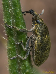 Larinus carlinae