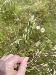 Bromus secalinus