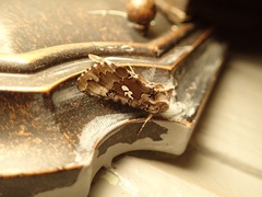 Autographa corusca