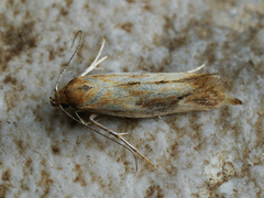 Epermenia illigerella