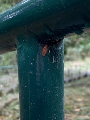 Ectobiidae