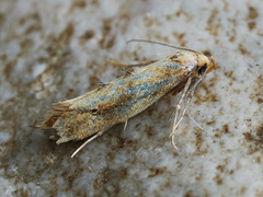 Epermenia illigerella