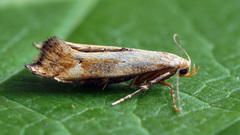 Epermenia illigerella