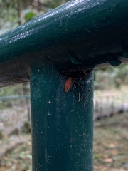 Ectobiidae