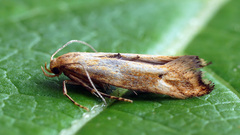 Epermenia illigerella
