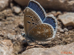 Polyommatus golgus