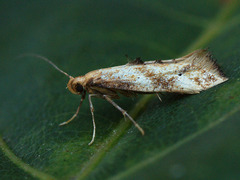 Epermenia illigerella