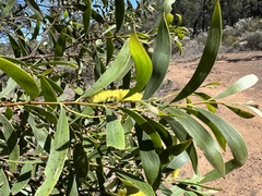 Acacia burrowii