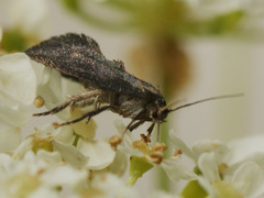 Phaulernis dentella