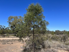 Acacia burrowii
