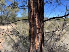 Acacia burrowii