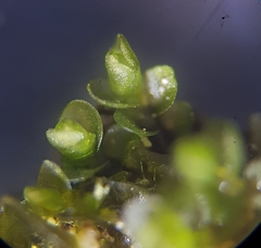 Jungermannia atrovirens