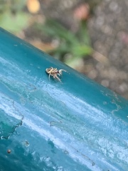 Dendryphantina