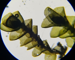 Jungermannia atrovirens