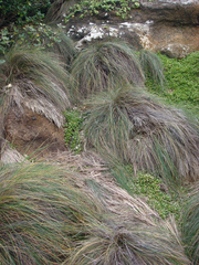 Festuca coxii