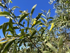 Acacia burrowii