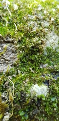 Jungermannia atrovirens