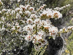 Micromyrtus sessilis