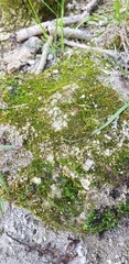 Jungermannia atrovirens