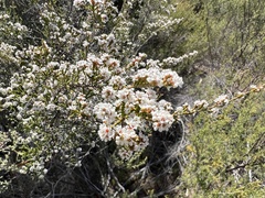 Micromyrtus sessilis