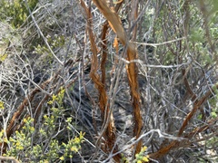 Micromyrtus sessilis