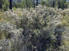 Micromyrtus sessilis