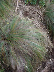 Festuca coxii