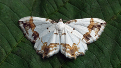 Eversmannia exornata