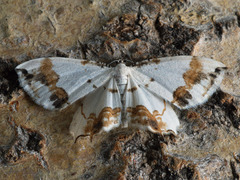 Eversmannia exornata