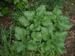 Urtica australis