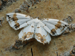 Eversmannia exornata