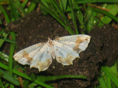 Eversmannia exornata