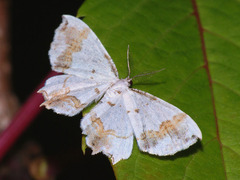 Eversmannia exornata