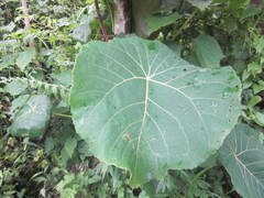 Macaranga grandifolia