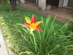 Hemerocallis