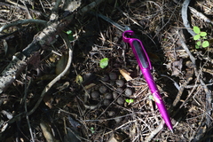 Sylvilagus cunicularius