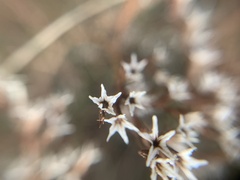 Goniolimon tataricum