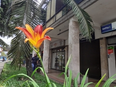 Hemerocallis