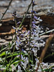 Anarrhinum laxiflorum