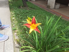 Hemerocallis