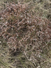 Goniolimon tataricum